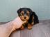 M�nnliche und weibliche Yorkie Welpen