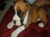 Boxer Welpen