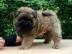 Chow Chow Welpe weiblich, cremefarben mi
