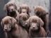 Reinrassige Labrador Welpen in silber u