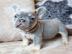 Franz�sische bulldogge f�r ein gutes Zuh