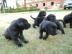 sehr sch�ne Labrador welpen