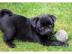 Mini Mops Welpen sind 11 Wochen alt fur