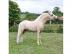 Palomino Pferd mnnlichen und weiblichen