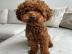 toy poodle