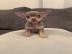 Atemberaubende Chihuahua Welpen