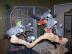 Qualit�t Papageien und fruchtbaren E