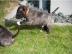 Miniatur Bullterrier welpen mit VDH/GBF