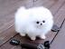 Pomeranian-Zwergspitz Welpen