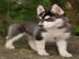 Reinrassige Siberian Husky Welpen