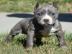 Reinrassige American Pitbull Terrier Blu