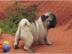 Reinrassiger Mops Welpen