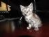 M?nnliche und weibliche Maine Coon K?tzc