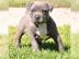 American Pit Bu Terrier Blueline
