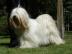 Tibetan Terrier - Welpen nur mit Papiere