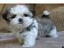 Shih Tzu welpen