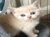 BKH kitten--WHATSAPP. . . . . +49 15175429579