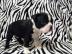 Boston Terrier- Welpen mit Papieren