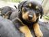 super gezogene Rottweiler Welpen