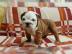Wundersch�ne Englische Bulldogge Welpen