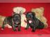 Franz�sische Bulldoggen R�den