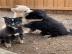 Pomsky-Welpen brauchen ein liebevolles