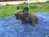 Franz�sische Bulldog Welpen