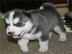 Siberian Husky Welpen