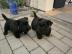 Wundersch�ne Scottish Terrier Welpen