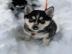 Pomsky Welpe zu verkaufen
