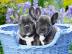 franz�sische Bulldoggen bereit