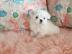 S�sse Malteser Welpen