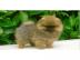 Wundersch�ne kleine Pomeranian Welpen
