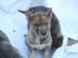 Gut ausgebildete Siberian Huskies zum Ve