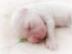 English Setter FCI Welpen
