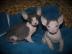 Wundersch�ne Sphynxkatzen mit Papieren