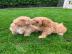 Sch?ne Maltipoo-Welpen