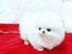 Zwergspitz Pomeranian welpen mit Papiere