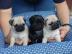 Reinrassige Gechipt Babys Mops welpen Su