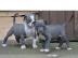 Pitbull Blueline welpen 12 Wochen alt