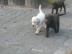 Labrador Welpen