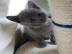 Russisch Blau Kitten mit Stammbaum