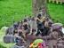Franz�sische Bulldoggen welpen