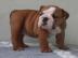 Englisch Bulldogge Welpen