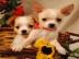 Chihuahua Welpen mit Papieren