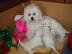 S��er Bichon Frise Welpen  direkt zur Ab