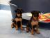 Zwergpinscher Welpen mit Papieren