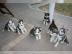 Siberian husky welpen