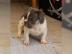 Franz�sisch Bulldog Welpen mit Papieren