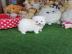Teacup Pomeranian Spitz Welpen